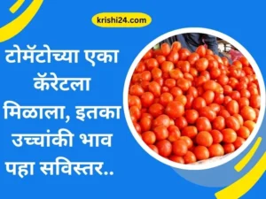 टोमॅटोच्या एका कॅरेट ला मिळाला इतका उच्चांकी भाव पहा सविस्तर