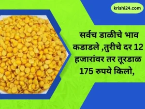 तुरीचे दर 12 हजारांवर तर तूरडाळ 175 रुपये किलो, सर्वच डाळीचे भाव कडाडले