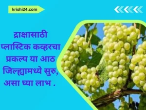 द्राक्षासाठी प्लास्टिक कव्हरचा प्रकल्प या आठ जिल्ह्यामध्ये सुरु ,असा घ्या लाभ ..