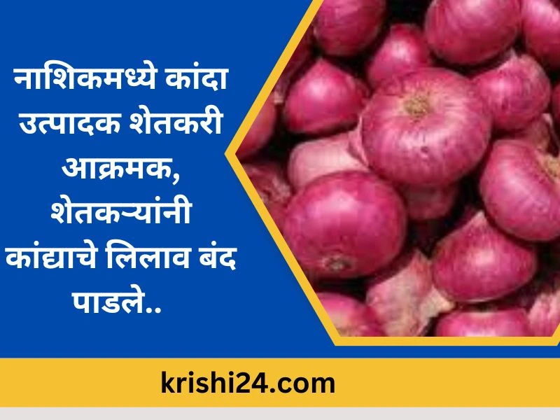 नाशिकमध्ये कांदा उत्पादक शेतकरी आक्रमक, शेतकऱ्यांनी कांद्याचे लिलाव बंद पाडले..