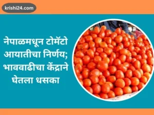 नेपाळमधून टोमॅटो आयातीचा निर्णय; भाववाढीचा केंद्राने घेतला धसका