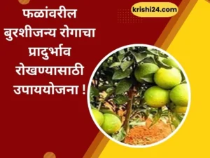 फळांवरील बुरशीजन्य रोगाचा प्रादुर्भाव रोखण्यासाठी उपाययोजना