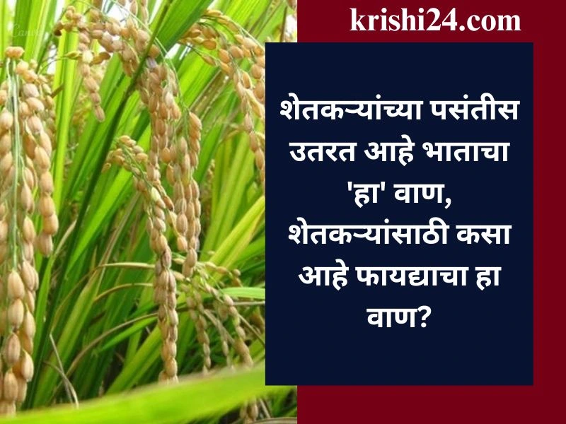 शेतकऱ्यांच्या पसंतीस उतरत आहे भाताचा 'हा' वाण, शेतकऱ्यांसाठी कसा आहे फायद्याचा हा वाण