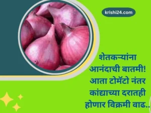 शेतकऱ्यांना आनंदाची बातमी आता टोमॅटो नंतर कांद्याच्या दरातही होणार विक्रमी वाढ