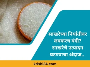 साखरेच्या निर्यातीवर लवकरच बंदी साखरेचे उत्पादन घटण्याचा अंदाज