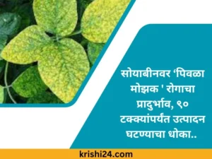 सोयाबीनवर ‘पिवळा मोझक ' रोगाचा प्रादुर्भाव, ९० टक्क्यांपर्यंत उत्पादन घटण्याचा धोका..