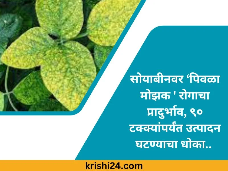 सोयाबीनवर ‘पिवळा मोझक ' रोगाचा प्रादुर्भाव, ९० टक्क्यांपर्यंत उत्पादन घटण्याचा धोका..