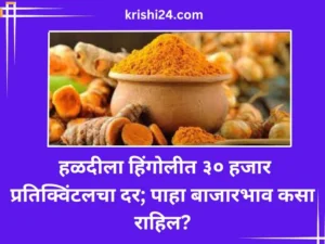 हळदीला हिंगोलीत ३० हजार प्रतिक्विंटलचा दर; पाहा बाजारभाव कसा राहिल