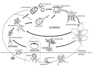 diseasecycle