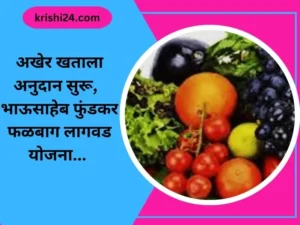 अखेर खताला अनुदान सुरू, भाऊसाहेब फुंडकर फळबाग लागवड योजना...