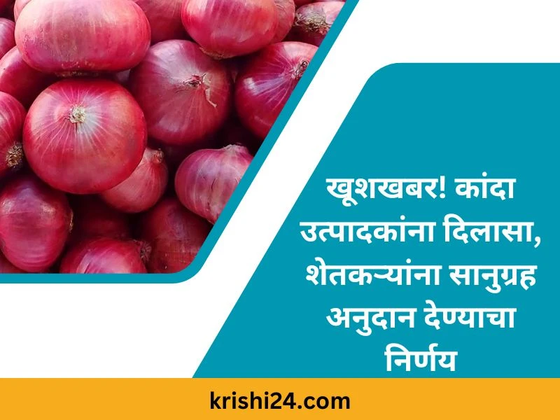 खूशखबर! कांदा उत्पादकांना दिलासा, शेतकऱ्यांना सानुग्रह अनुदान देण्याचा निर्णय