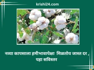 नव्या कापसाला हमीभावापेक्षा मिळतोय जास्त दर , पहा सविस्तर