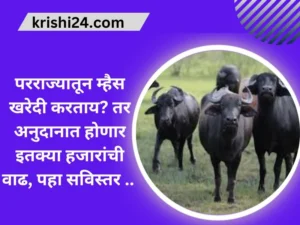 परराज्यातून म्हैस खरेदी करताय तर अनुदानात होणार इतक्या हजारांची वाढ, पहा सविस्तर ..