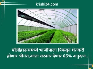 पॉलीहाऊसमध्ये भाजीपाला पिकवून शेतकरी होणार श्रीमंत,आता सरकार देणार 65% अनुदान..