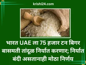 भारत UAE ला 75 हजार टन बिगर बासमती तांदूळ निर्यात करणार; निर्यात बंदी असतानाही मोठा निर्णय