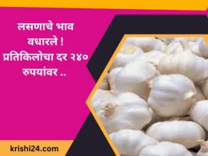 लसणाचे भाव वधारले ! प्रतिकिलोचा दर २४० रुपयांवर ..