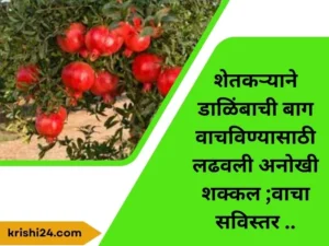 शेतकऱ्याने डाळिंबाची बाग वाचविण्यासाठी लढवली अनोखी शक्कल ;वाचा सविस्तर ..