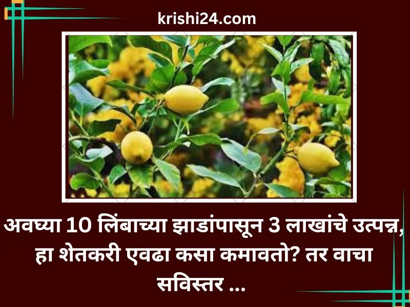 अवघ्या 10 लिंबाच्या झाडांपासून 3 लाखांचे उत्पन्न, हा शेतकरी एवढा कसा कमावतो?