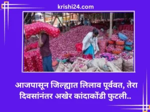 आजपासून जिल्ह्यात लिलाव पूर्ववत, तेरा दिवसांनंतर अखेर कांदाकोंडी फुटली..