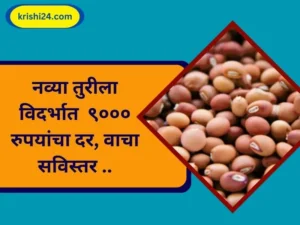 नव्या तुरीला विदर्भात ९००० रुपयांचा दर, वाचा सविस्तर ..