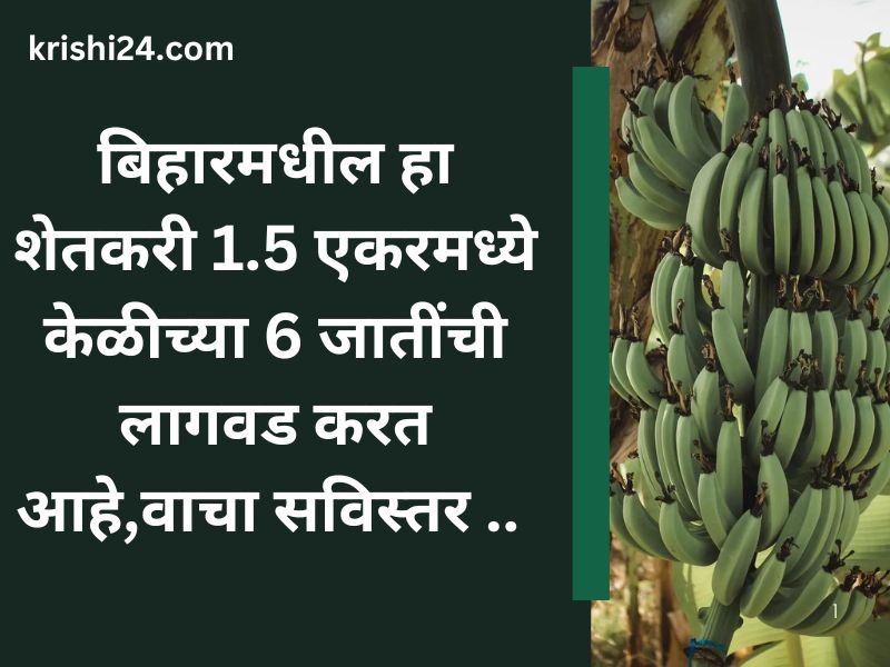 बिहारमधील हा शेतकरी 1.5 एकरमध्ये केळीच्या 6 जातींची लागवड करत आहे,वाचा सविस्तर .. (2)