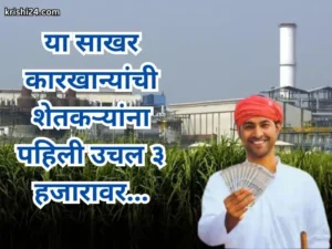 Sugar crushing season