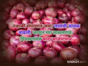 कांदा बाजार भाव