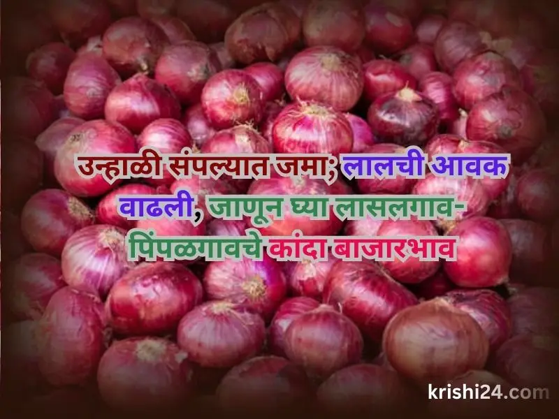 कांदा बाजार भाव