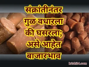 Jaggery Market Rates