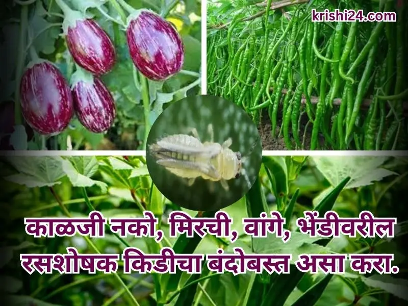 Orka , Brinjal