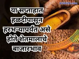 turmeric to gram bhajarbhav