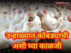 Chicken farming