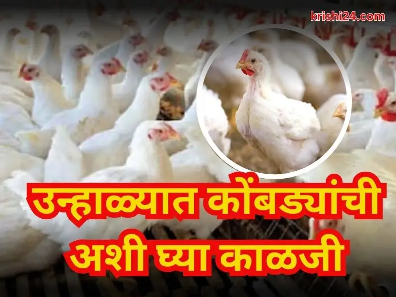 Chicken farming