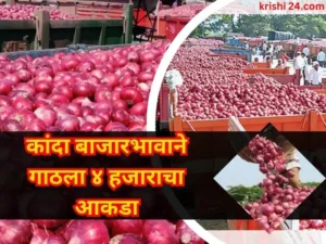 Onion market Rate