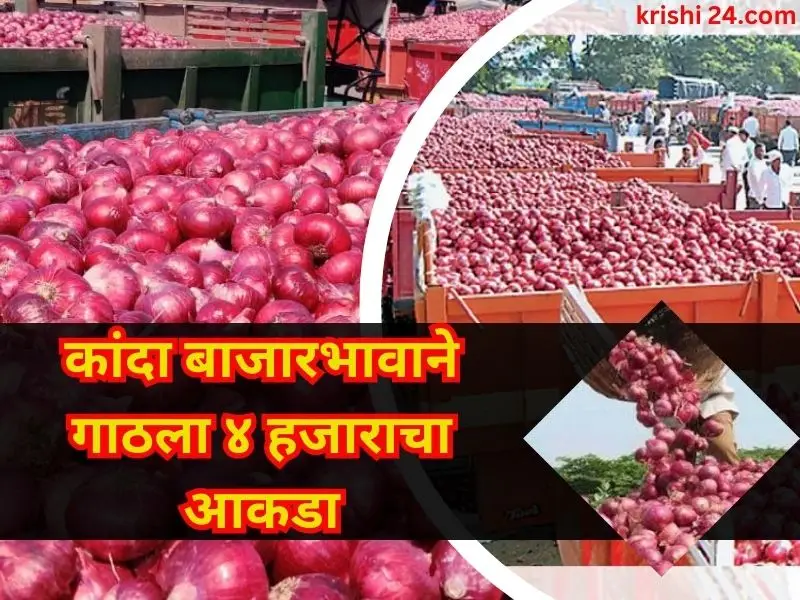 Onion market Rate