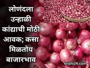 onions market price