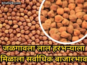 red gram market price