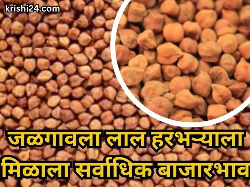 red gram market price