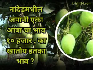 Nanded mango