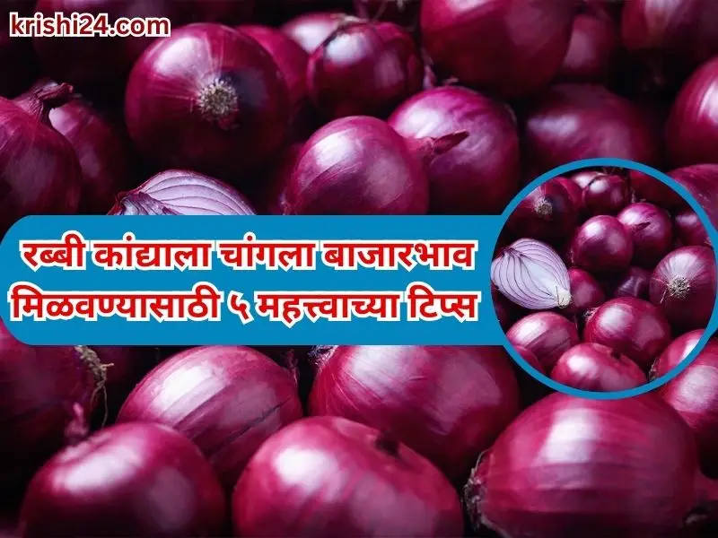 Rabi onions price