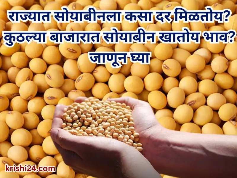 Soybean market price