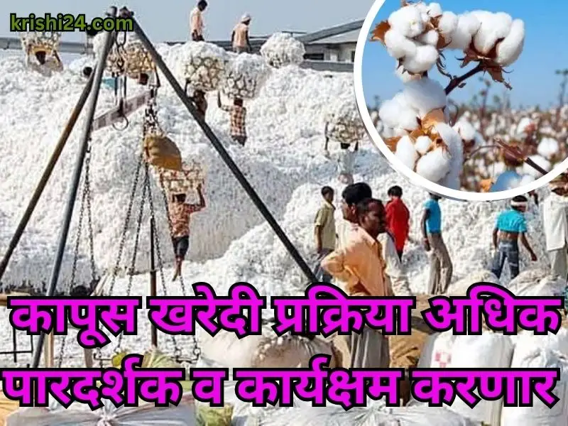 cotton process