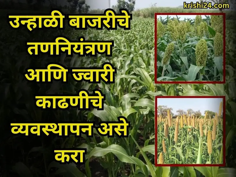 millet and sorghum