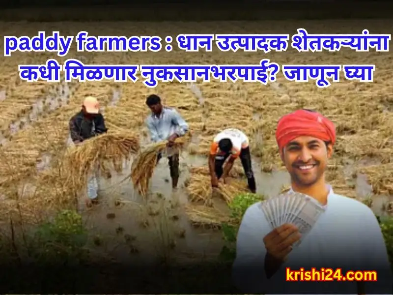 paddy farmers