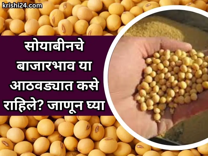 soybean market prices