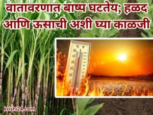 turmeric and sugarcane