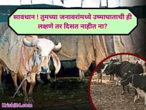 Animals heatstroke symptoms