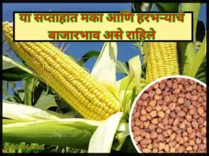 Maize and Gram market prices