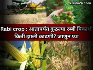 Rabi crop