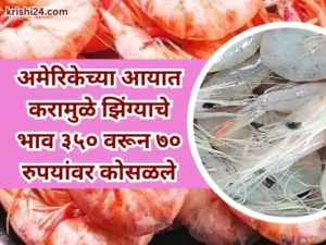 Shrimp prices